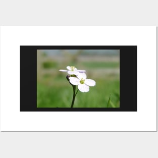 Cuckoo Flowers In The Grass Posters and Art
